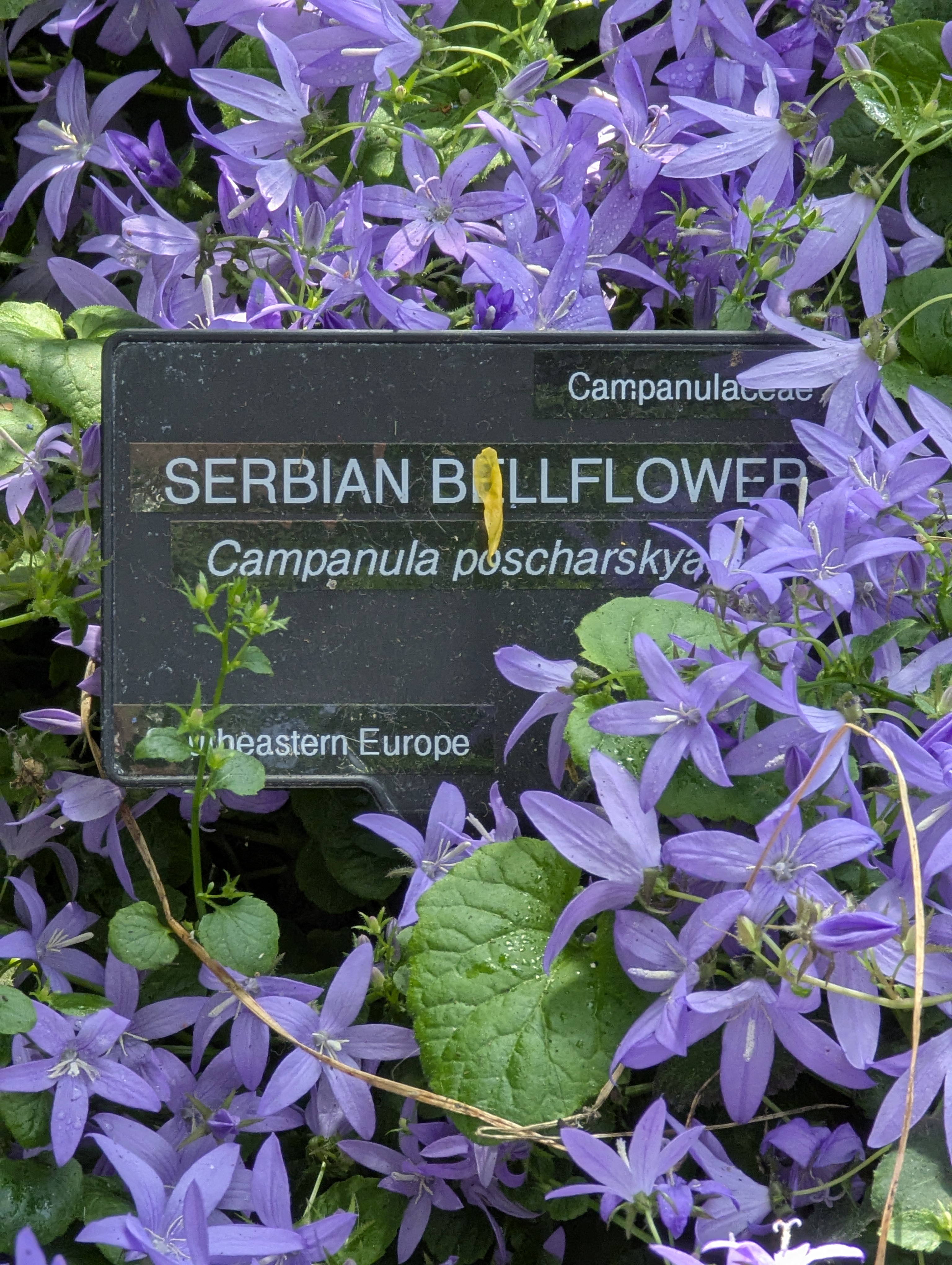 Birthday Trip to Canada, Edmonton, Pyramids, Muttart Observatory